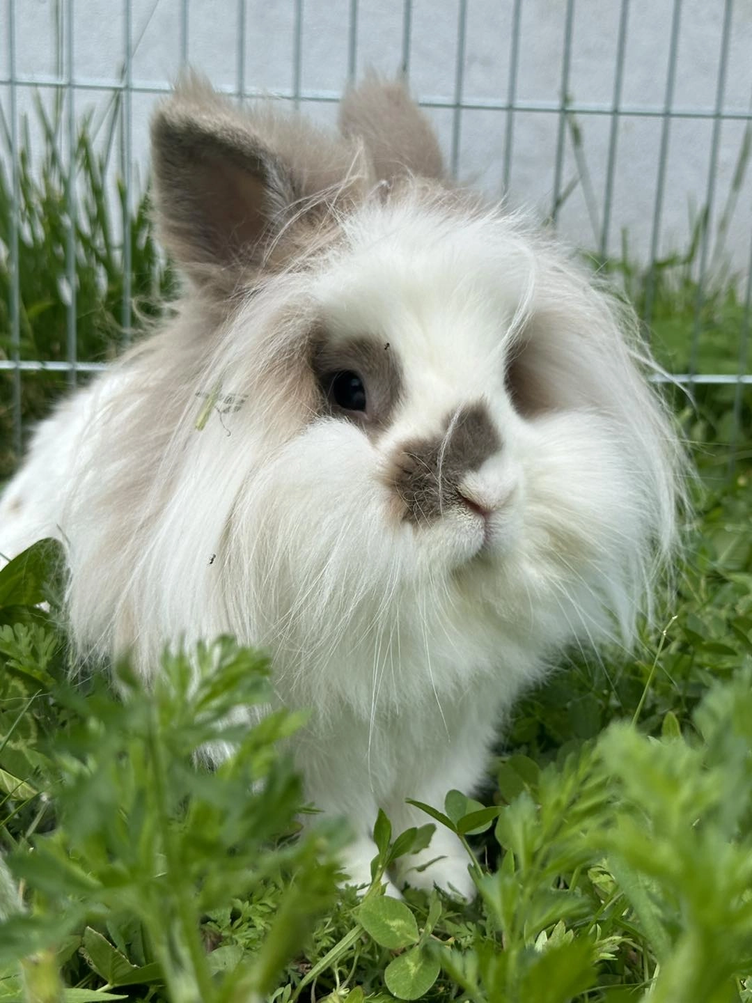 lapin