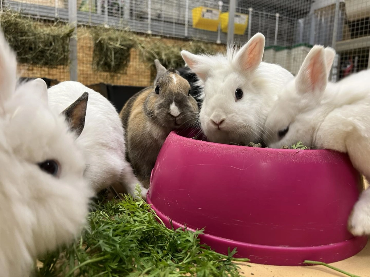 lapin