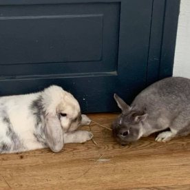 lapins